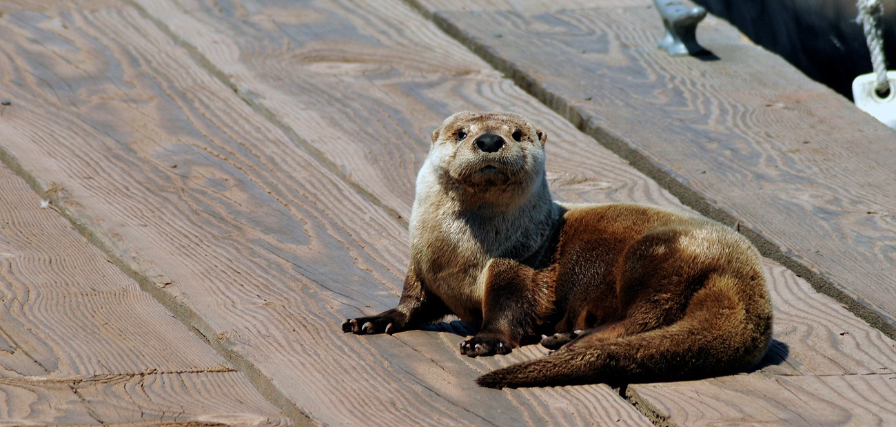 An otter on a wooden dock.