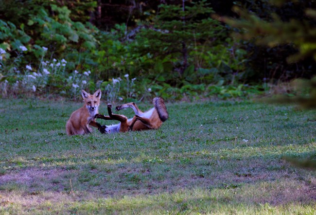 Two red foxes playing in the grass.
