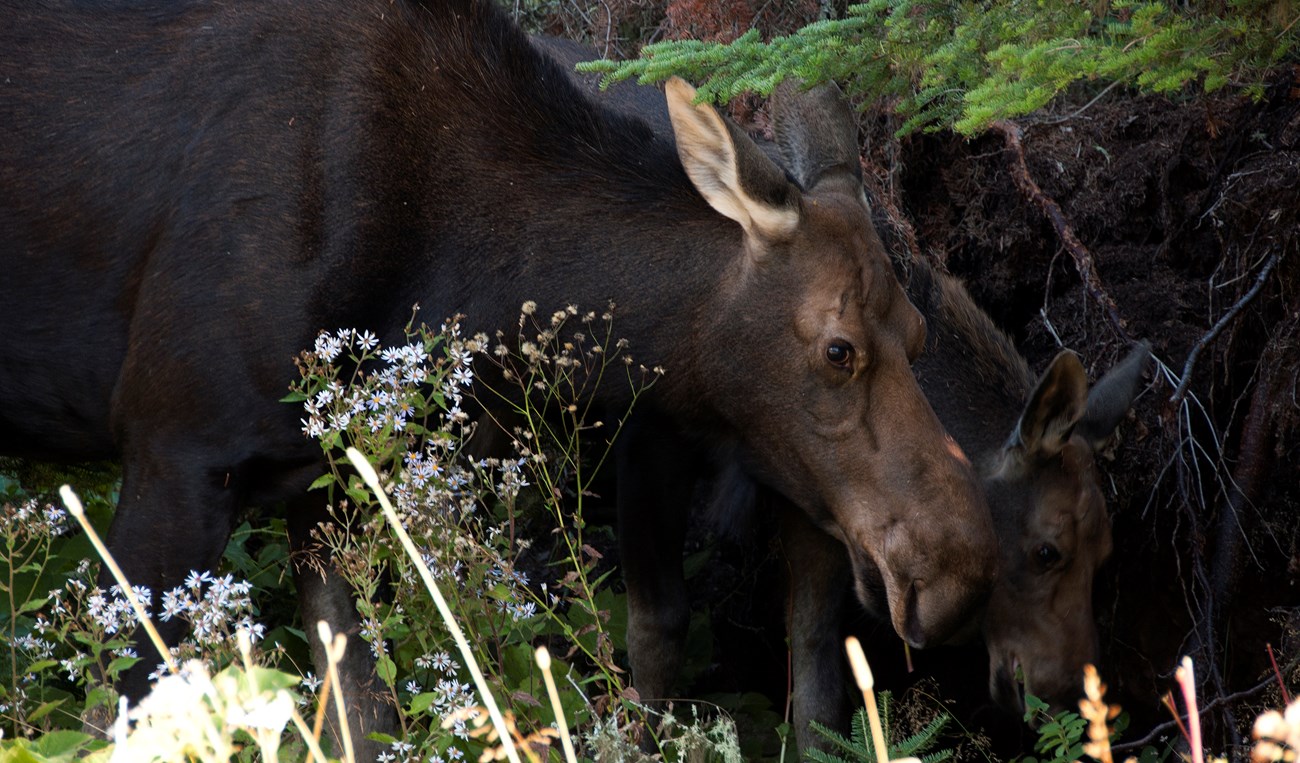 A large cow moose and a small calf moose grazing next to each other.