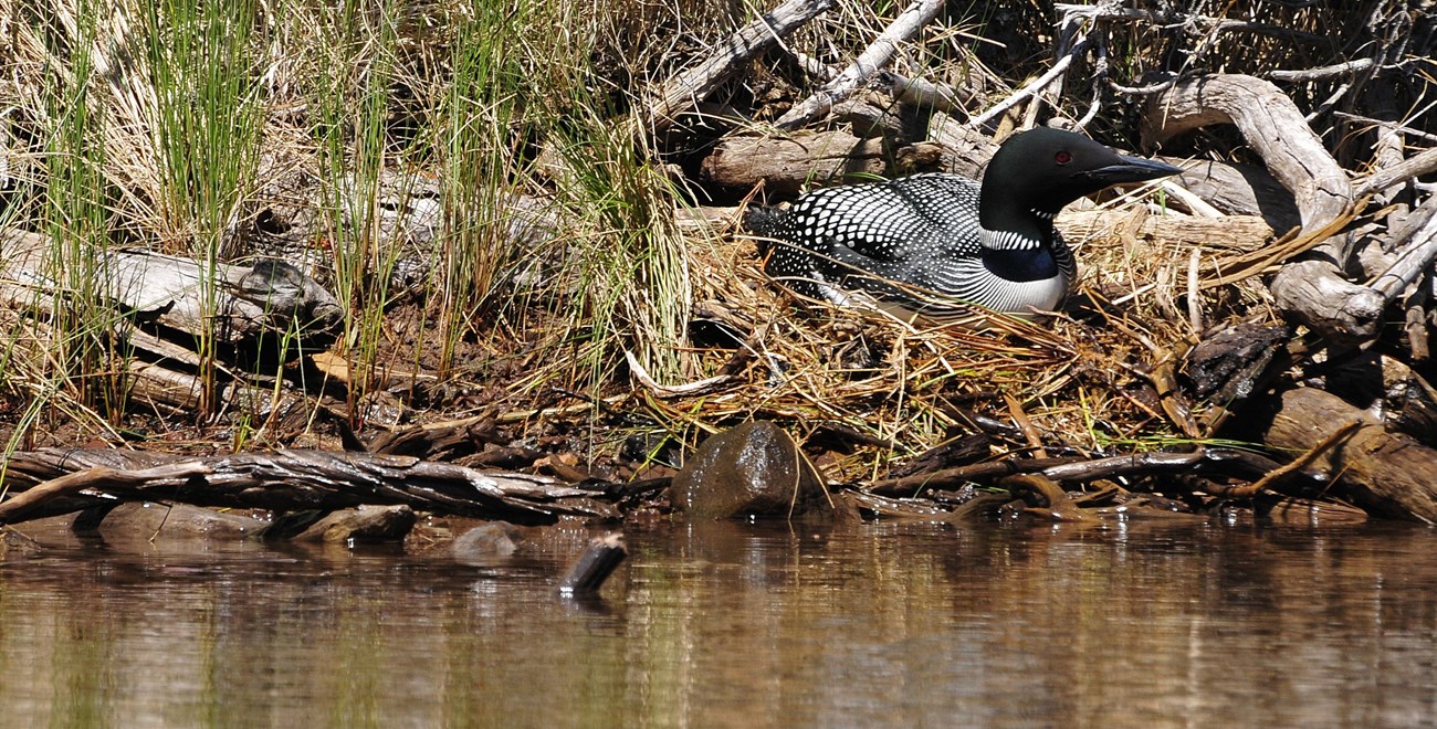 A common loon in its nest next to the water.
