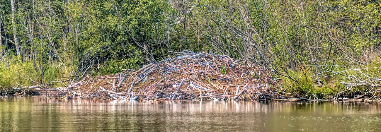 A beaver lodge in the water.