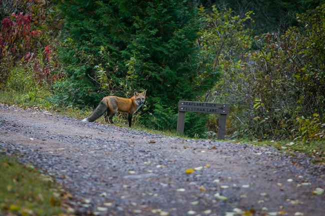 A red fox standing at a trail head in the distance.