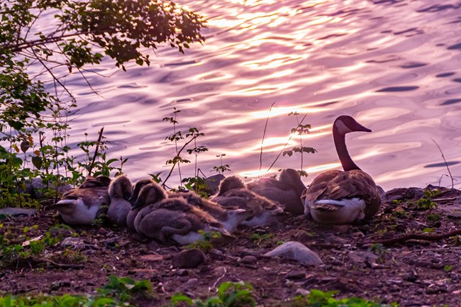 An adult Canadian Goose staying alert while their six chicks sleep.