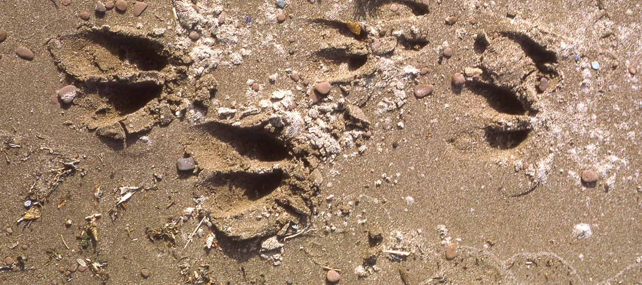 Moose tracks in the sand.