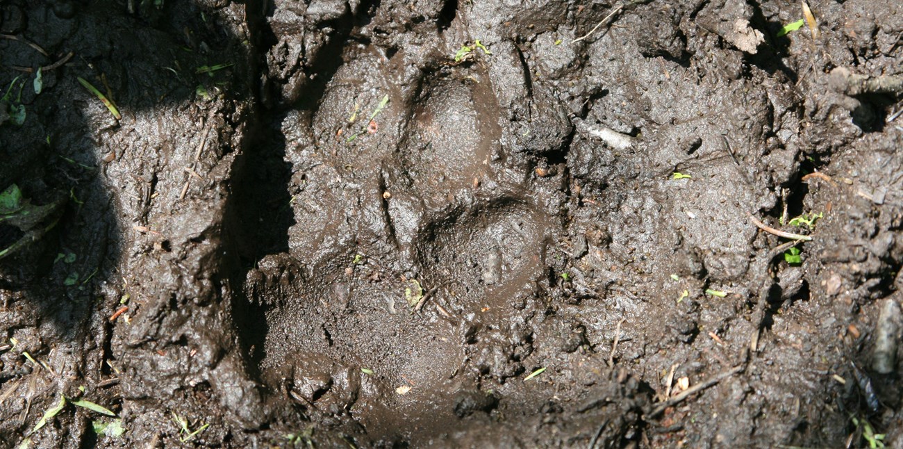 A wolf print in the mud.
