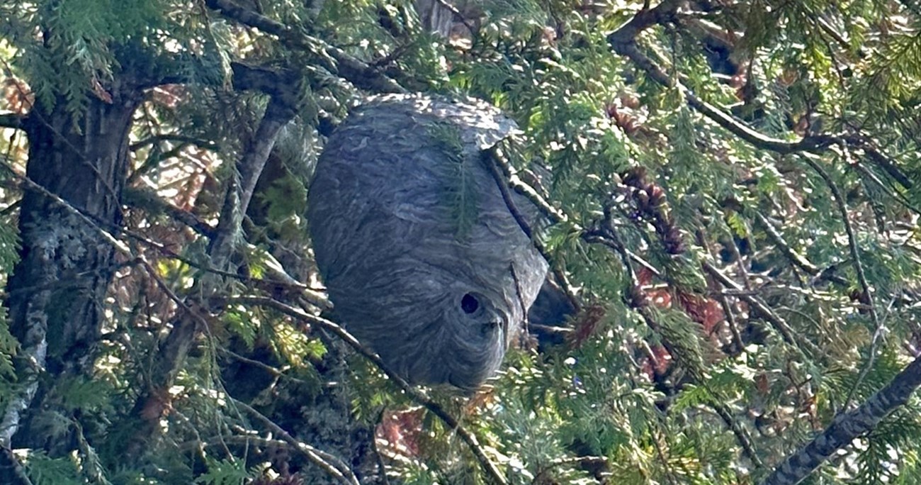 A big hornet nest high in some trees.