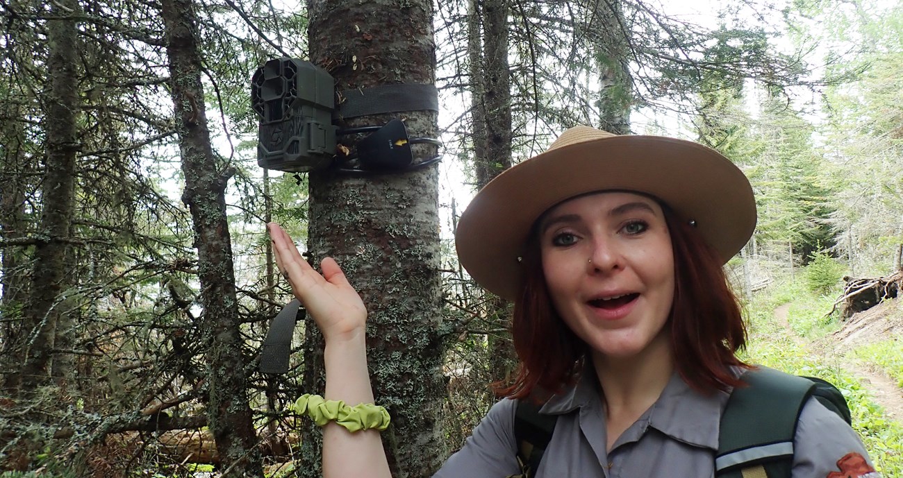 A park ranger gesturing towards a trail camera afixed to a tree.