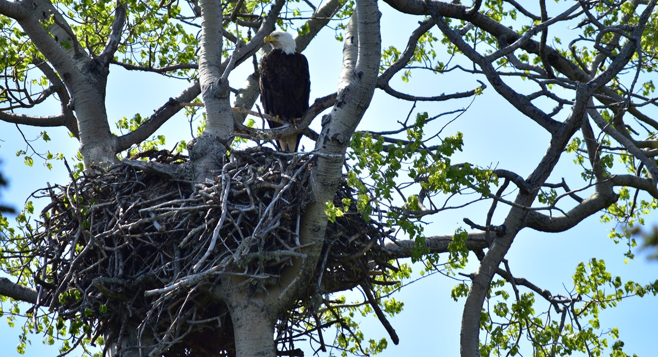 A bald eagle sitting over its large nest in a tree.