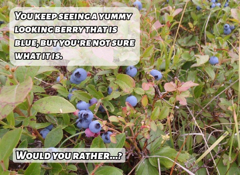 A small patch of small blue berries with two text boxes reading, "You keep seeing a yummy looking berry that is blue, but you’re not sure what it is. Would you rather...?"