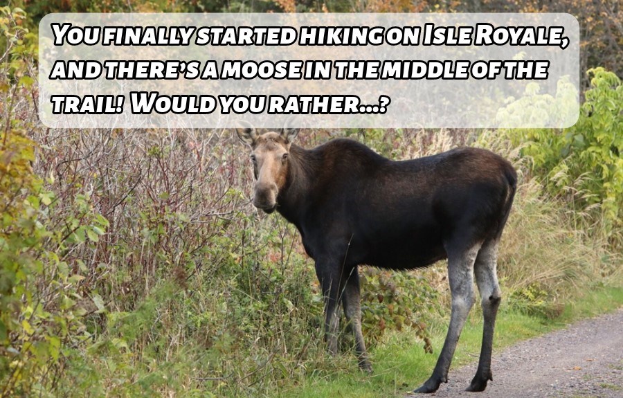 A cow moose on a trail looking towards the camera. There is a text box at the top reading, "You finally started hiking on Isle Royale, and there’s a moose in the middle of the trail!  Would you rather...?"
