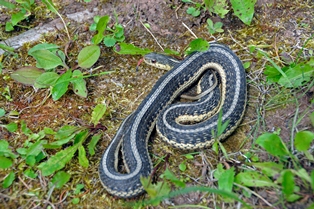 blue eastern garter snake