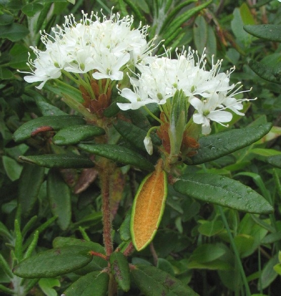 what eats bog labrador tea