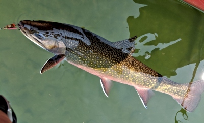 Dark Version Brook Trout Fishing Face Mask