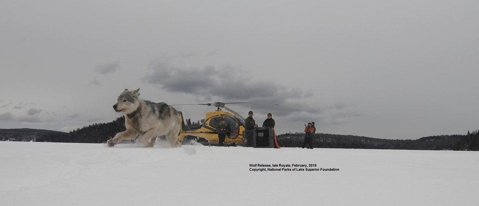 Photo shows a wolf running on snow with a helicopter and staff in the background