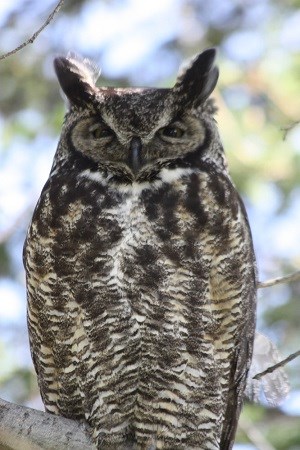 https://www.nps.gov/jeca/learn/nature/images/Great-Horned-Owl-2.jpg?maxwidth=650&autorotate=false