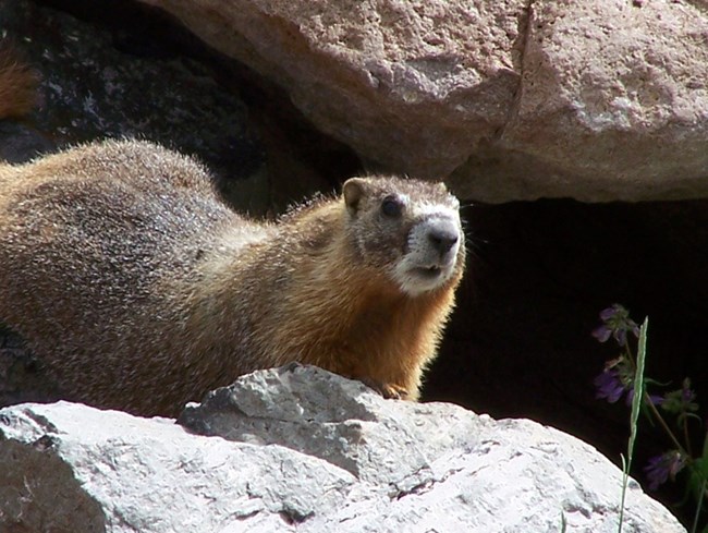 Yellow-bellied Marmot (Marmota flaviventris) - Jewel Cave National ...
