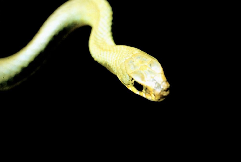 Eastern Yellow-belly Racer, Coluber constrictor flaviventris