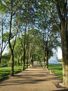 Rosehill Ash on Arch grounds