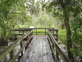 A boardwalk trail and deck stretch out into the green trees of the Barataria Preserve over high water in the swamp.