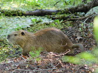 Nonnative Species - Jean Lafitte National Historical Park and