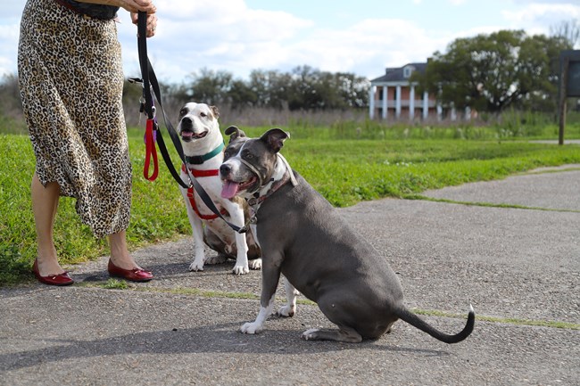 Two pitbull dogs on leashes sit next to a person.