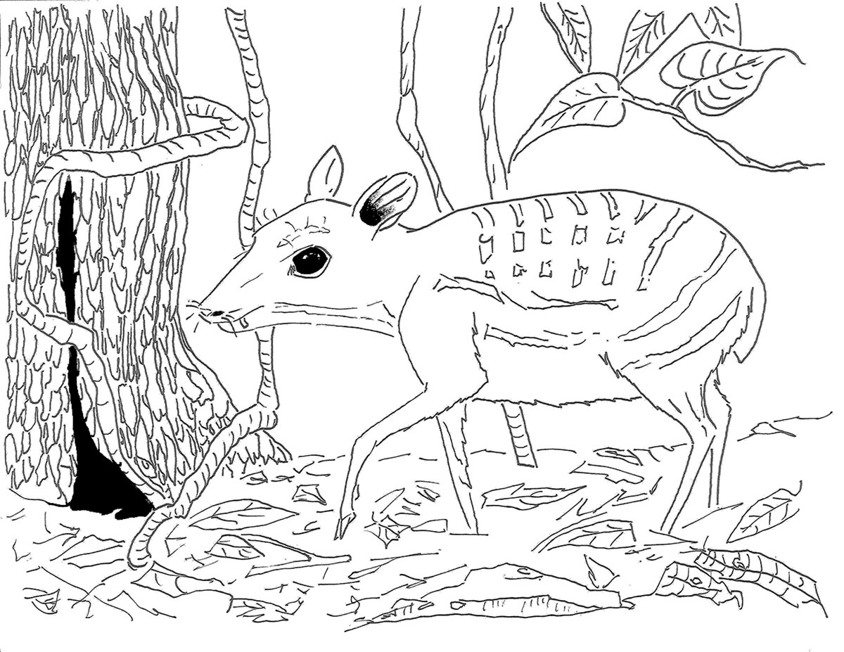 deer coloring page sheets