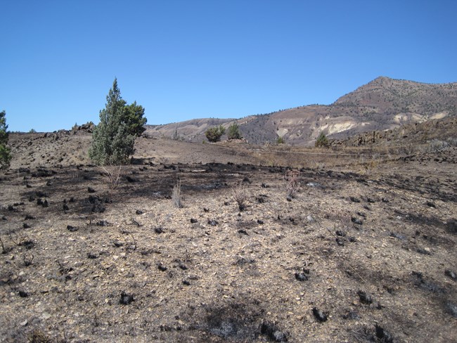 Blackened soil and charred bunches of the base of plants. Some non-burned trees are visible.