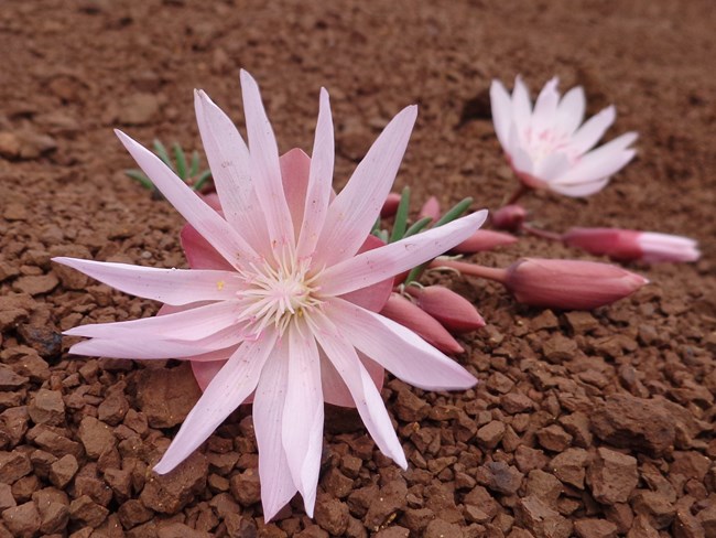 A pink flower with 14 thin petals surrounded by 6 larger petals grows from red rocks. Another flower and buds rest on the ground behind.