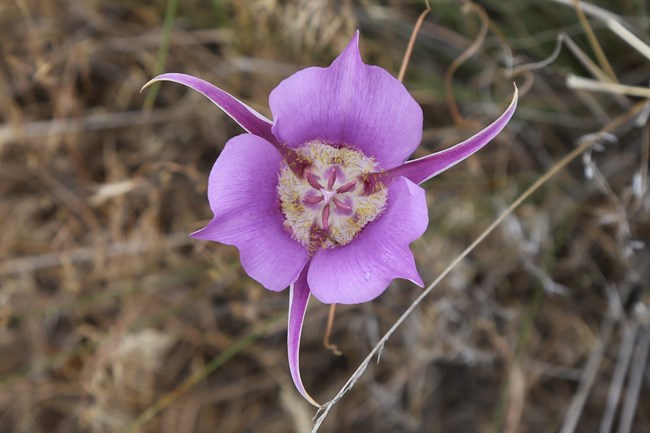 A three-petaled purple flower with three thin petals coming out inbetween the other petals. There are yellow hairs in the center and six anthers surrounding the stigma.