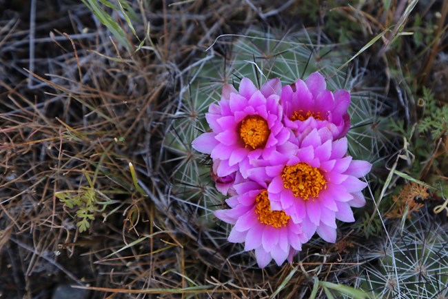 A low-growing cactus with purple-pink flowers with yellow centers growing from the top.