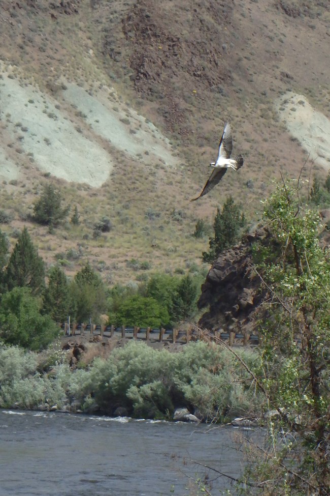 A white-bellied bird with darker wings and tail flies over a river.