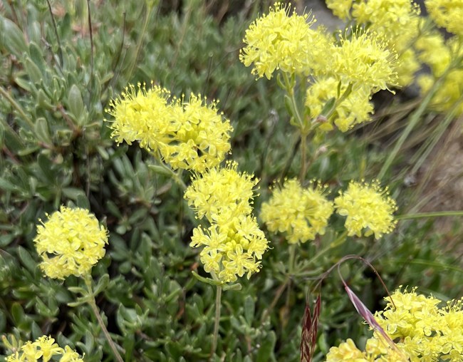 Small yellow flowers growing in clusters. The leaves are growing close to the ground with the flowers come up on stalks.