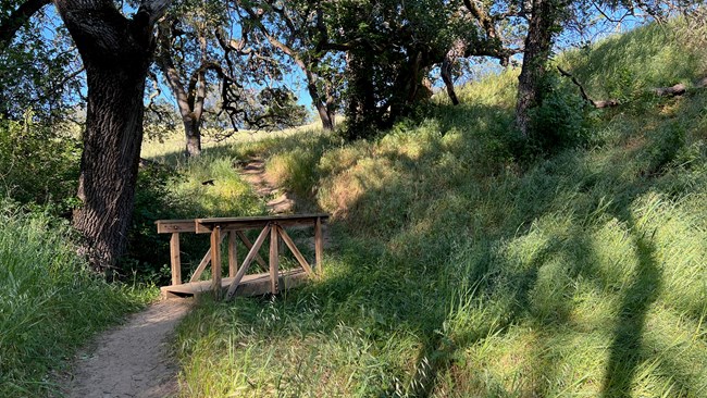 A small wooden bridge is seen in a wooded path.