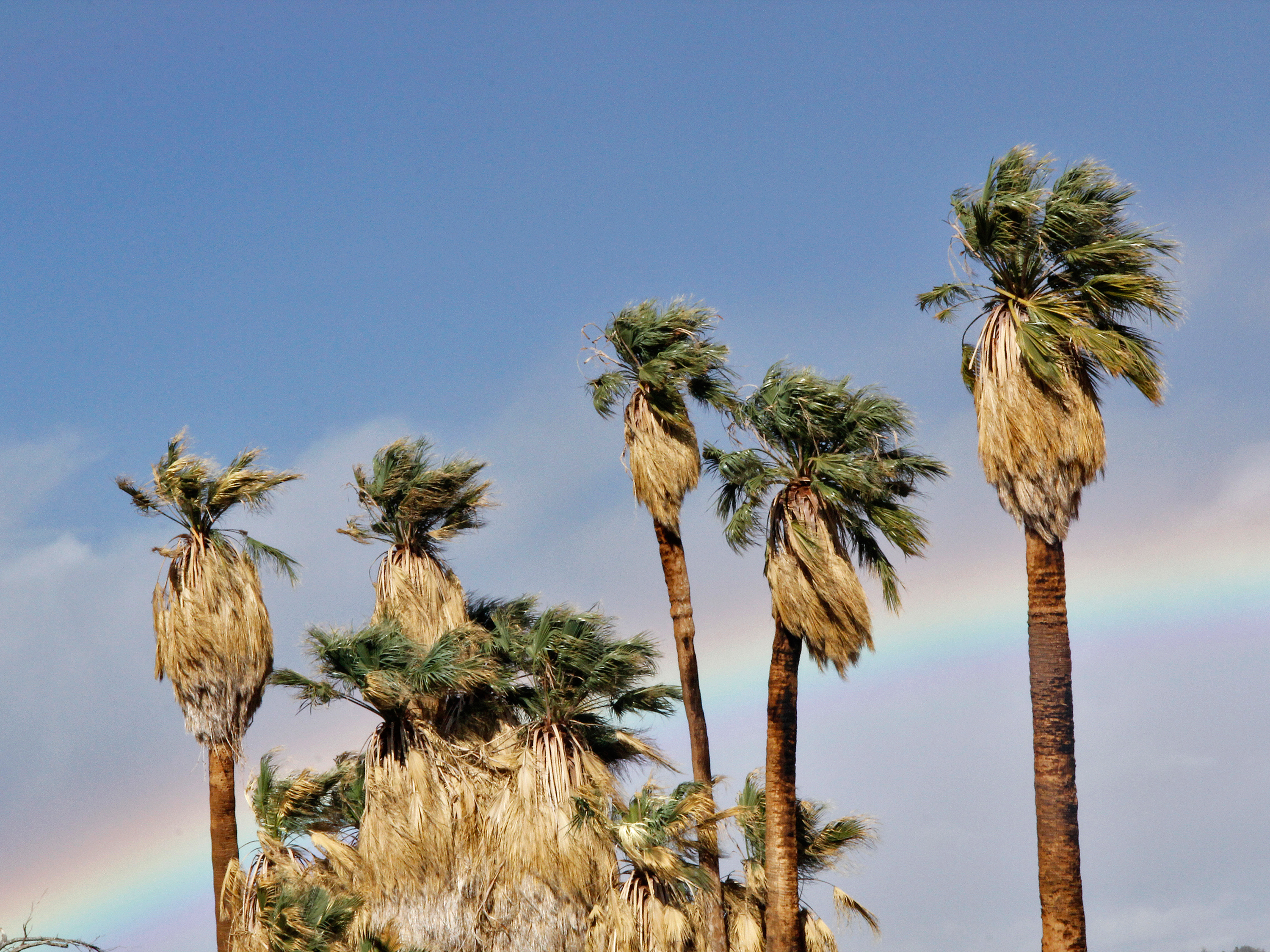 Experience a palm oasis and all the life that exists there
