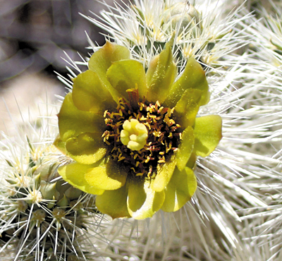 Oasis of Mara - Joshua Tree National Park (U.S. National Park Service)