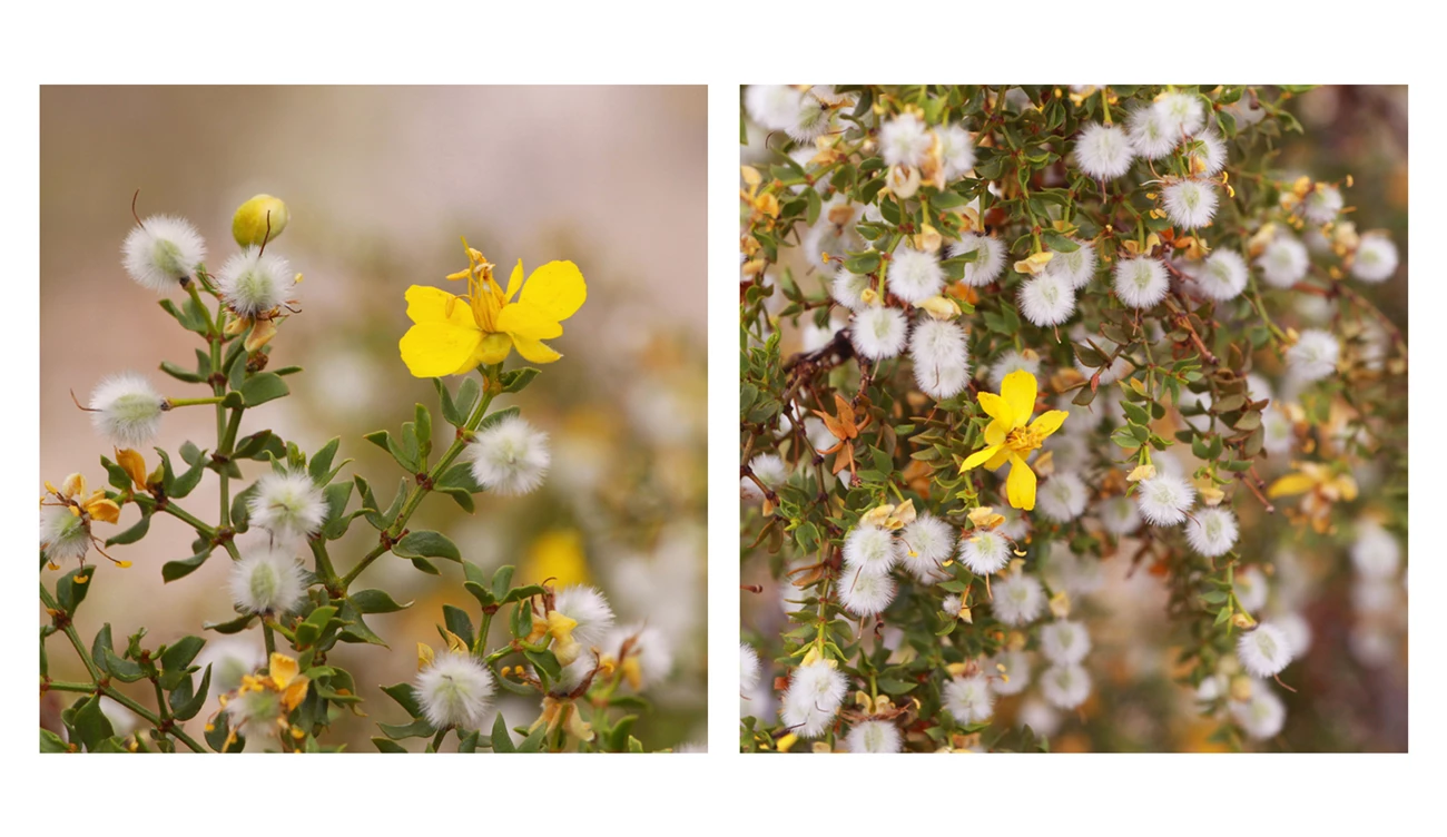 Pair of Creosote Pair of creosote bush.