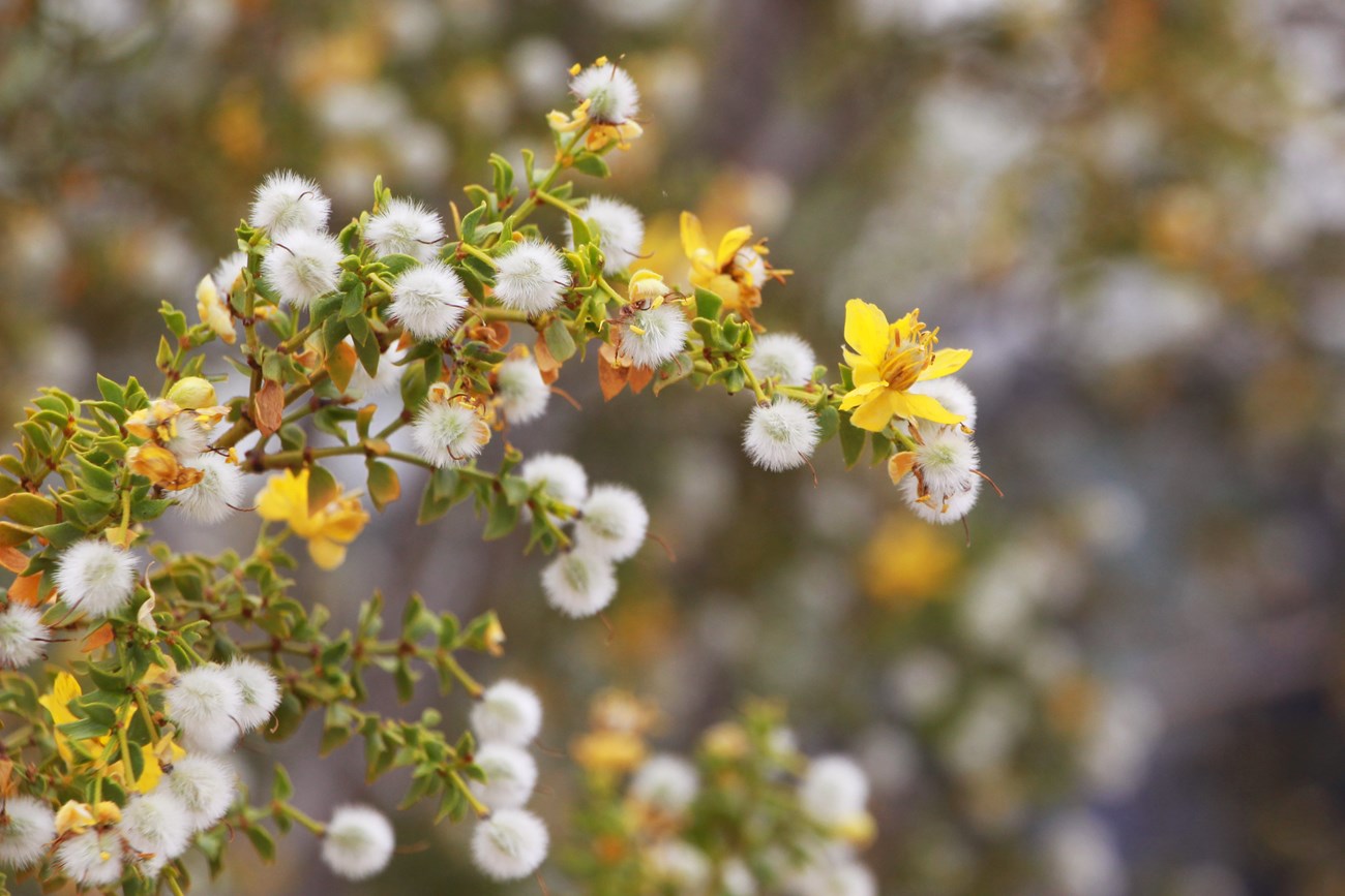 creosote creosote bush blooming.