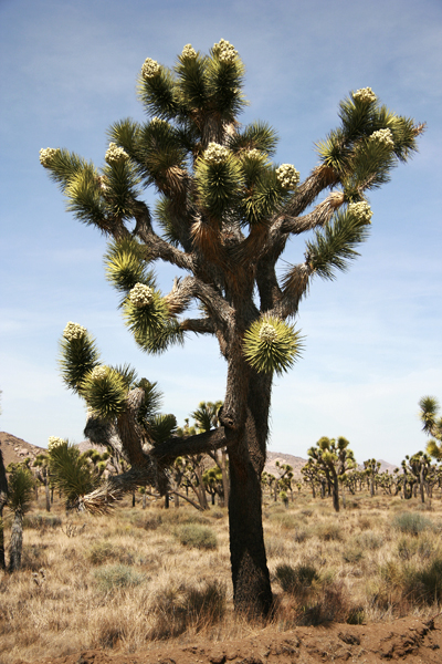 Yucca brevifolia Engelm. - Joshua Tree National Park (U.S. National