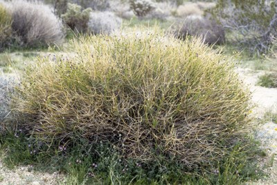 Thamnosma montana Torr. & Frém. - Joshua Tree National Park (U.S ...