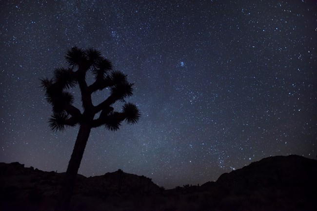 Joshua Tree silhouette with night sky