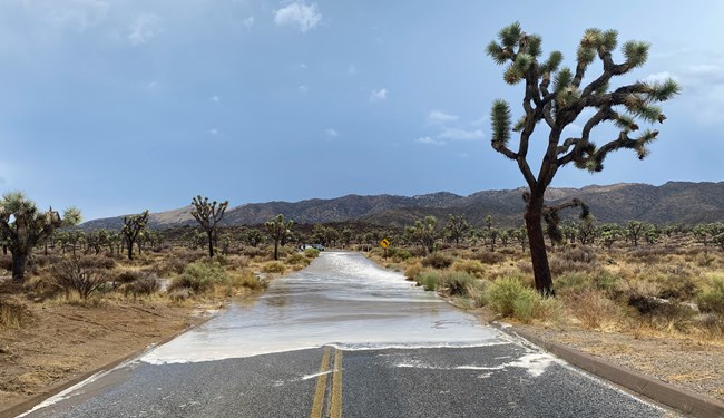 Roadway with flooding on Joshua Tree Landscape