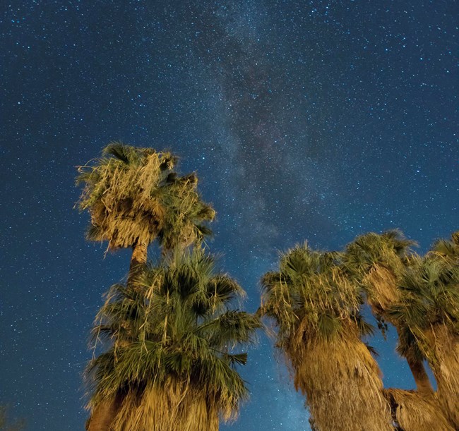 Milky Way over palm trees