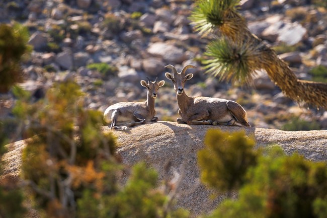 Two bighorn sheep on top of a boulder formation.