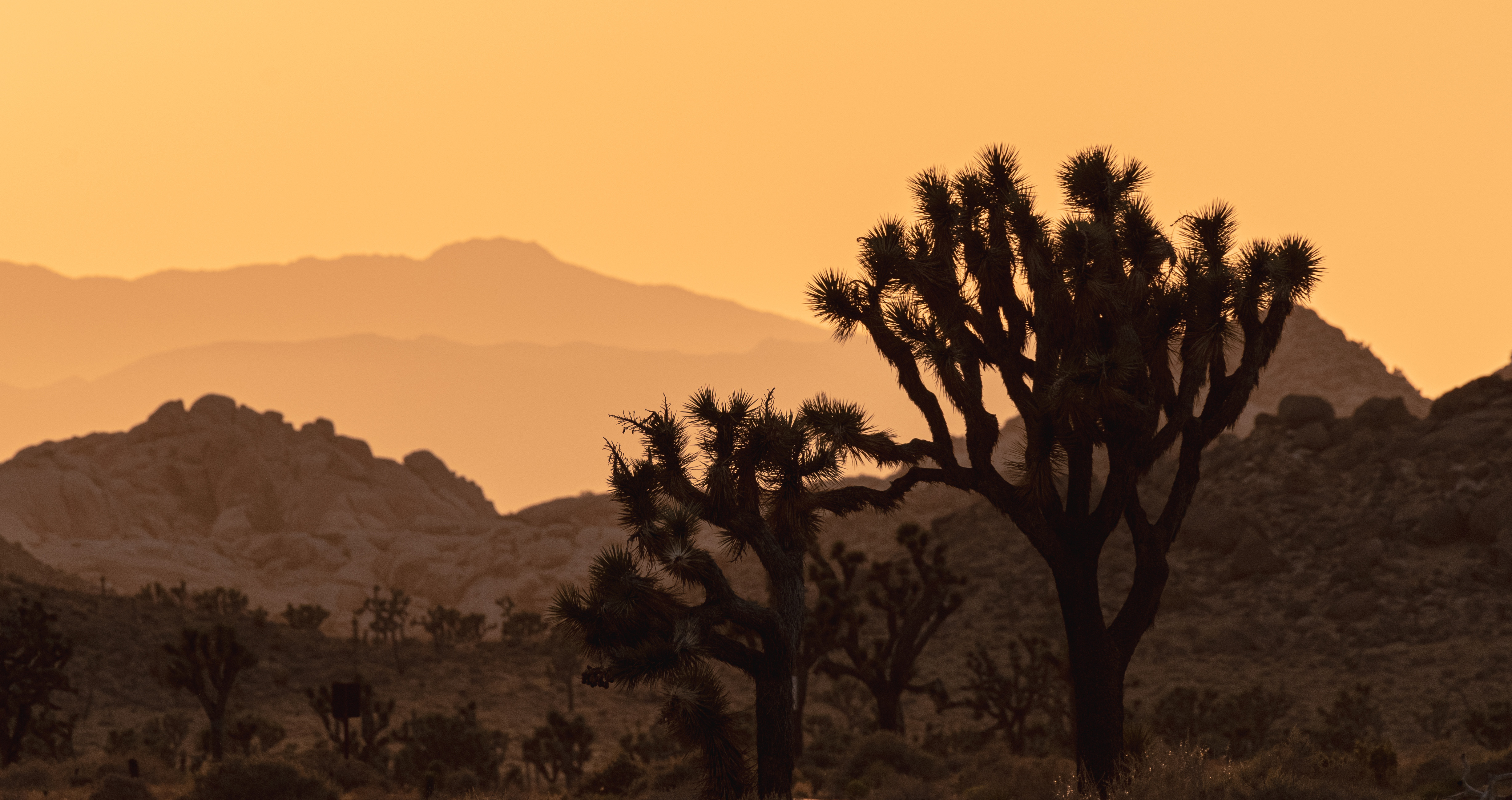 Joshua tree against mountains and a sky with hues of orange after the sun setting.