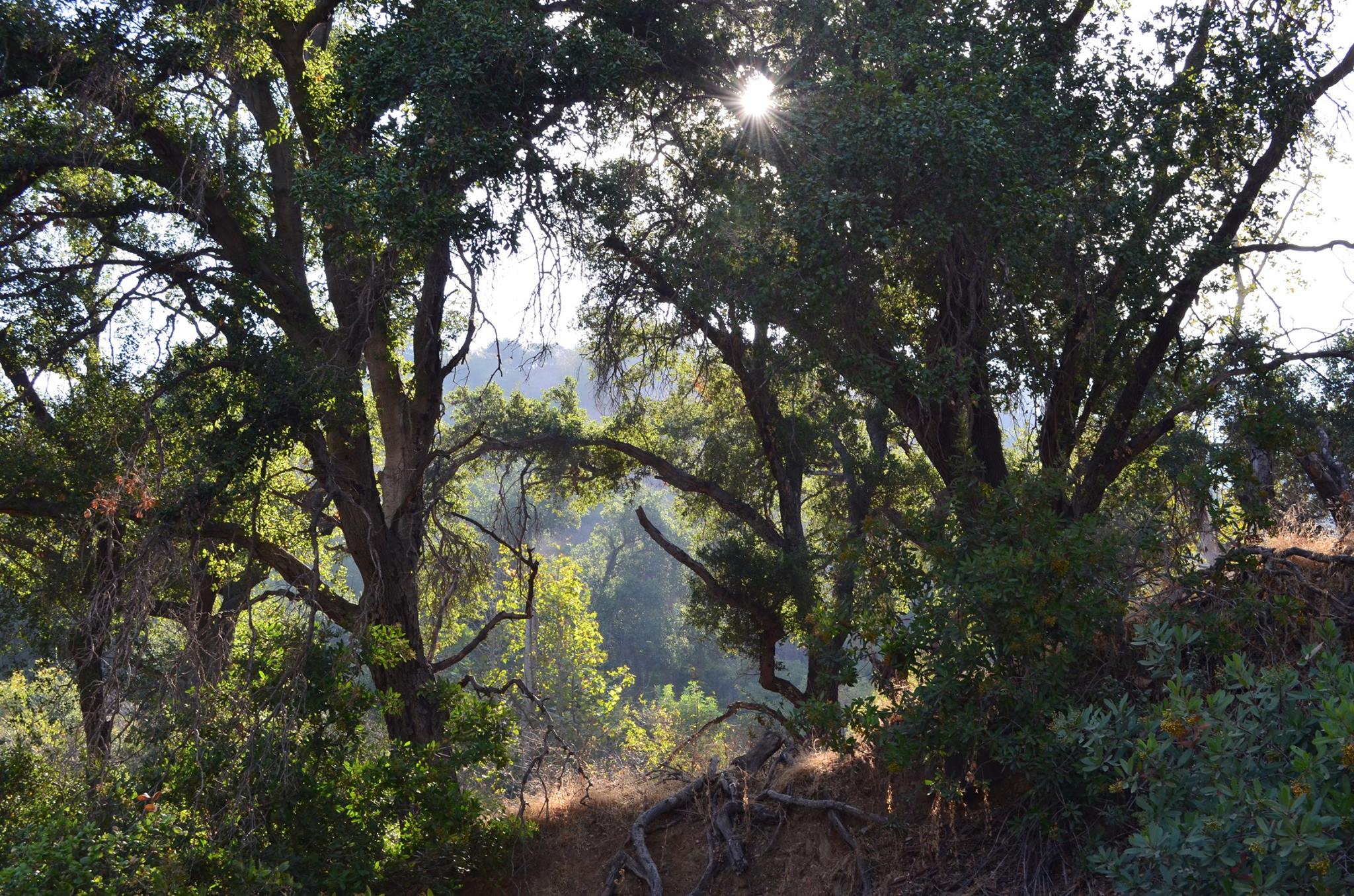 Two large trees silhouetted by a bright sun. In the background a mountainside is blanketed by vegetation.