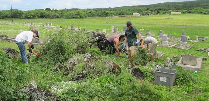 People with loppers pulling and cutting plants near a cemetery.