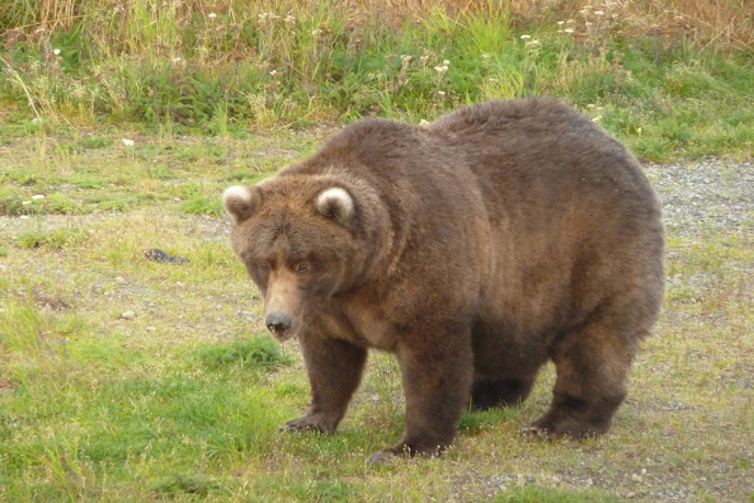 Беременная медведица фото