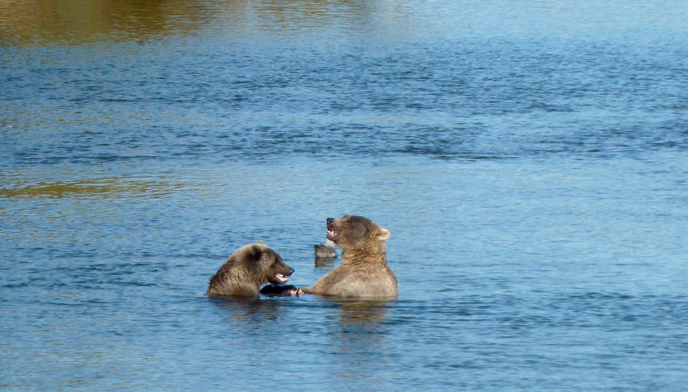 435 Holly shares fish with her adopted yearling