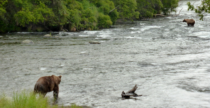 Bear 856 follows bear 402 downstream of Brooks Falls