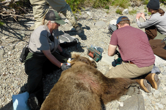Biologists Sherri Anderson and Grant Hilderbrand treating the wound on 854's neck after the snare was removed